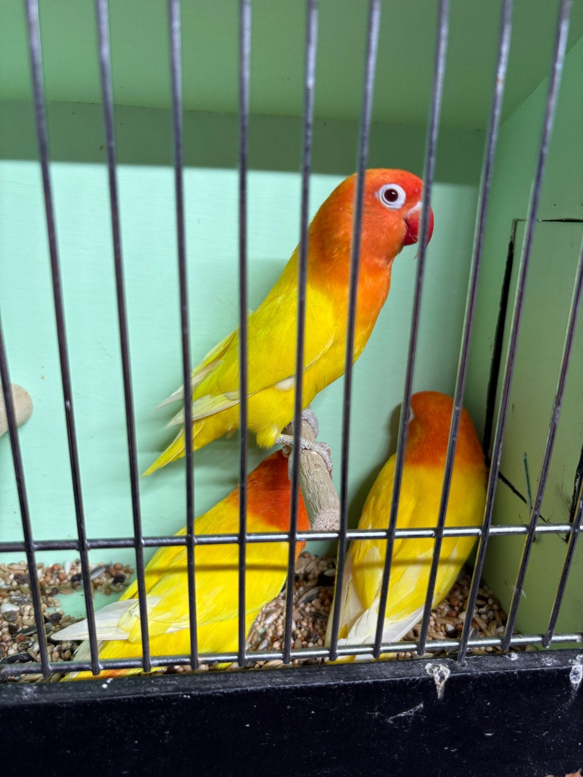 Latino Opaline-koppel uit 2025 met jong, Dieren en Toebehoren