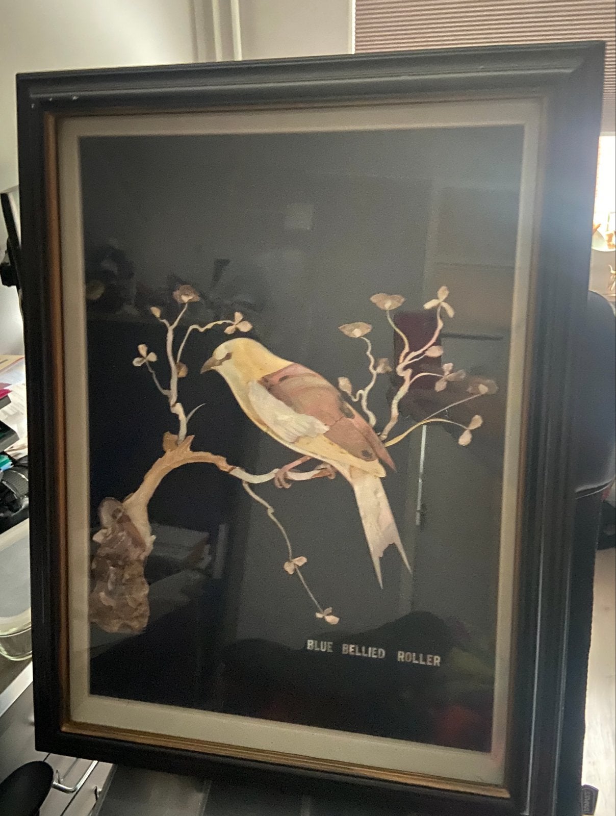 Aziatische schelpkunst: Blue Bellied Roller vogel, Overige stijlen, Dieren, Ophalen, Achter glas
