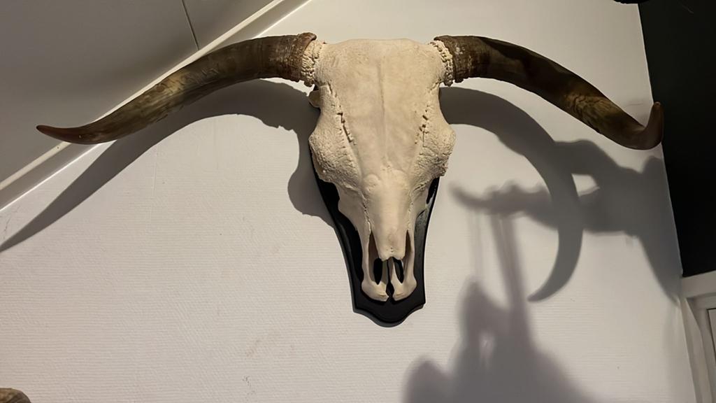 Schotse hooglander schedel met hoorns - 90cm breed, Verzamelen, Dierenverzamelingen, Ophalen of Verzenden, Zo goed als nieuw, Schedel