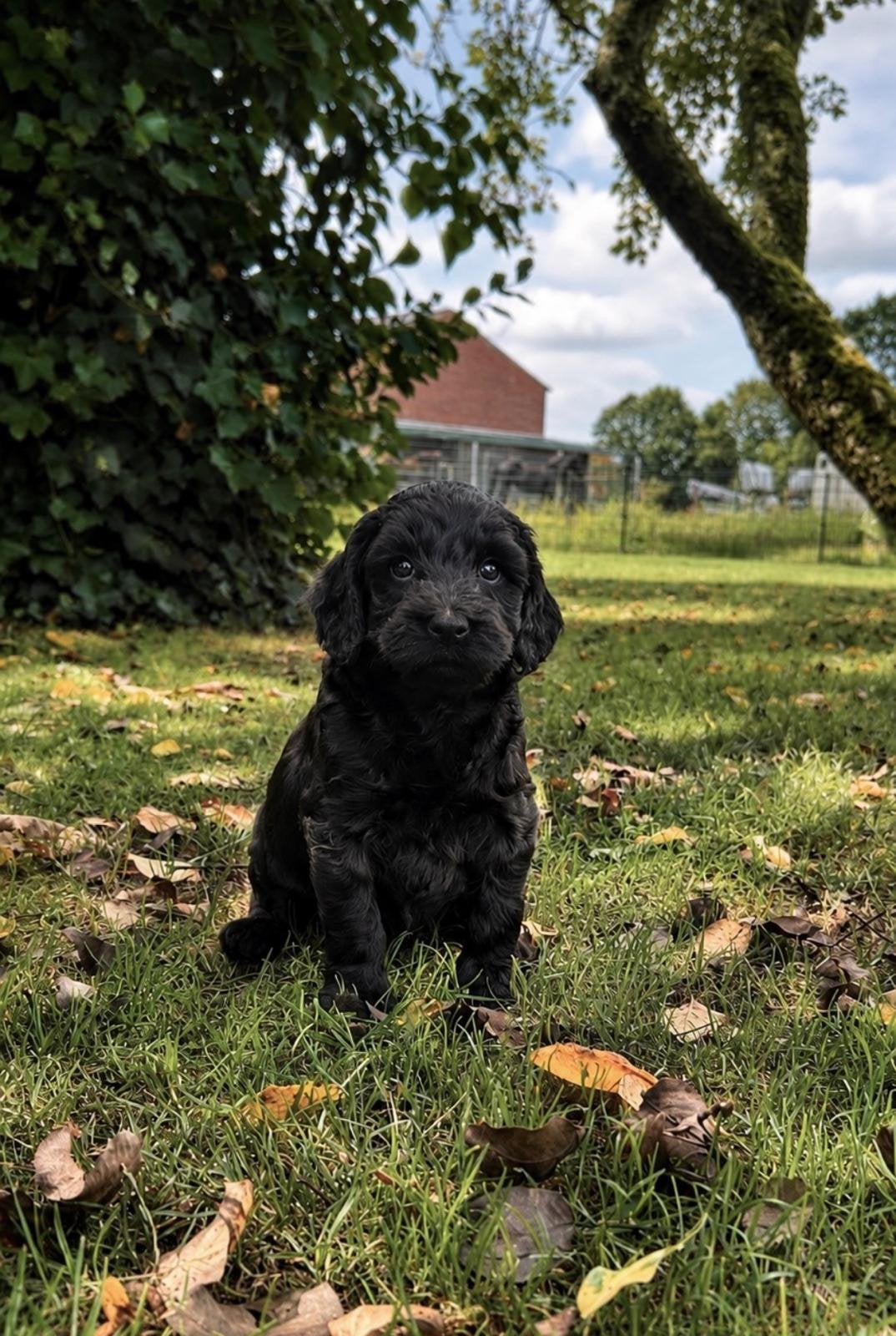 Labradoodle mini, Parvo, Overige rassen, 8 tot 15 weken, Meerdere