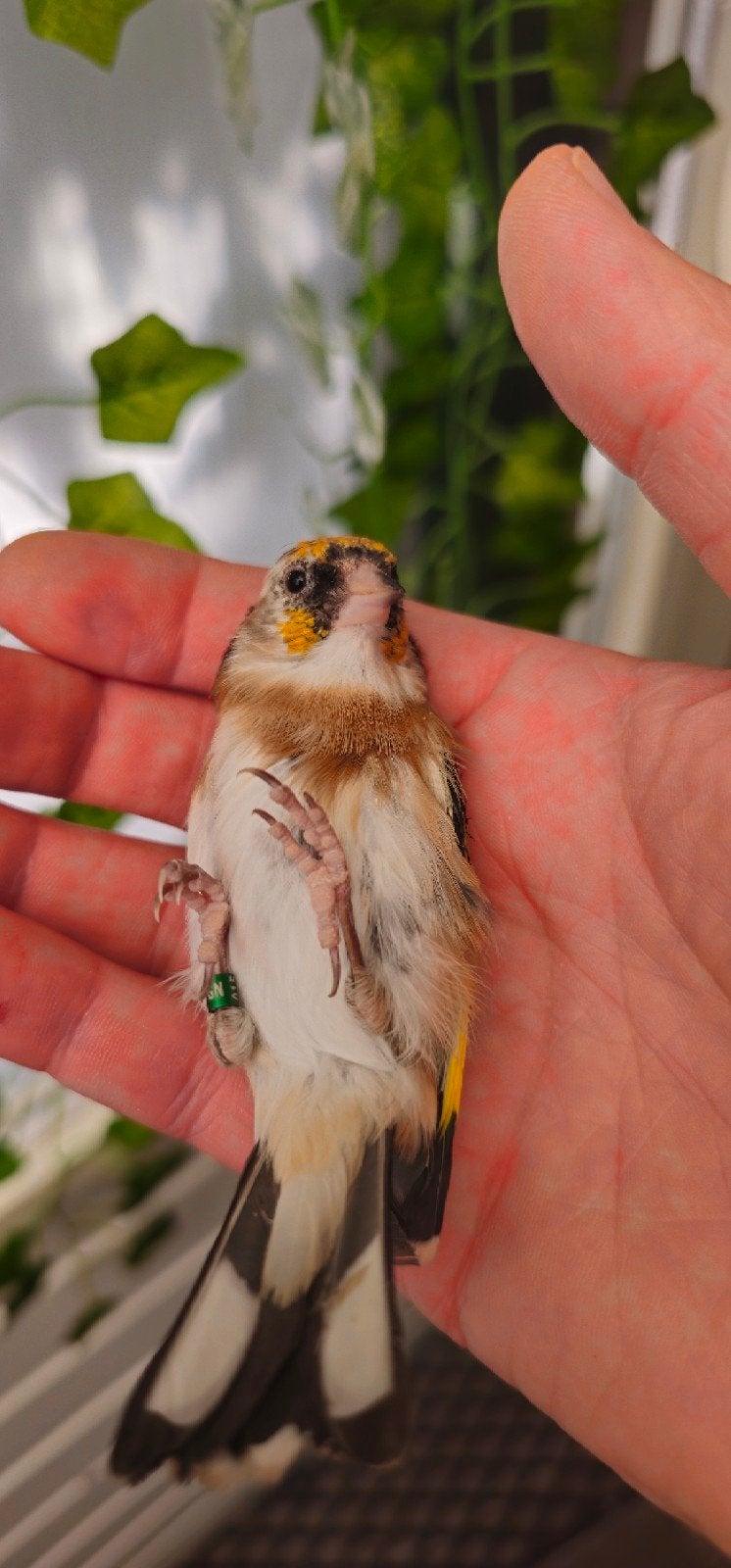 parva mooie gezonde Vogels van 2026, Meerdere dieren