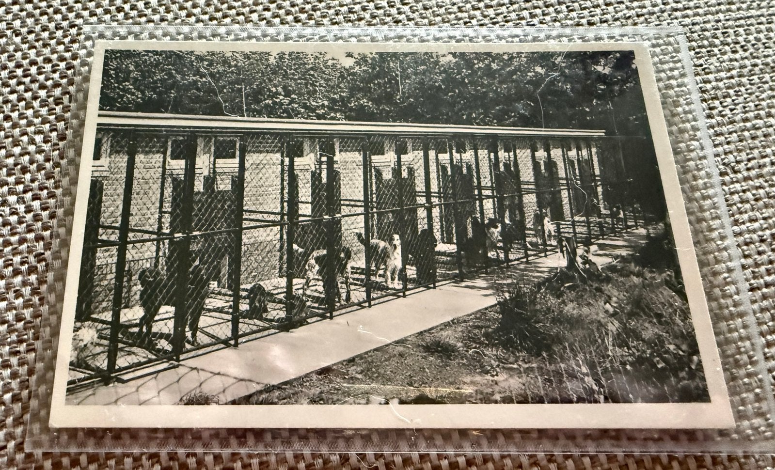 Ansichtkaart Epse Hotel de dierenvriend, Ophalen of Verzenden, Overijssel