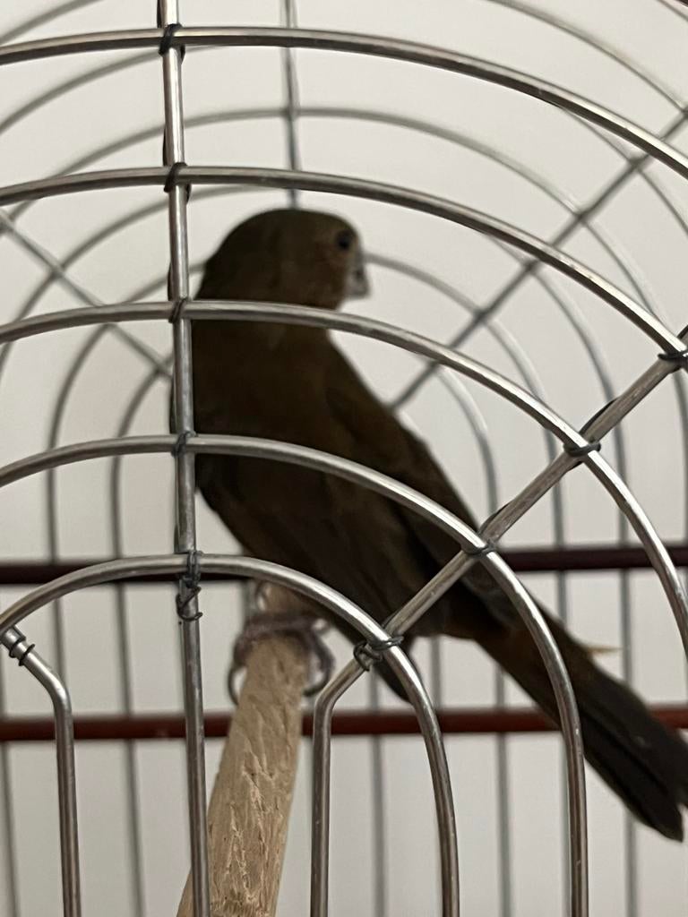Twatwa sipa pop, Ophalen of Verzenden, Nieuw, Overige materialen, Overige typen