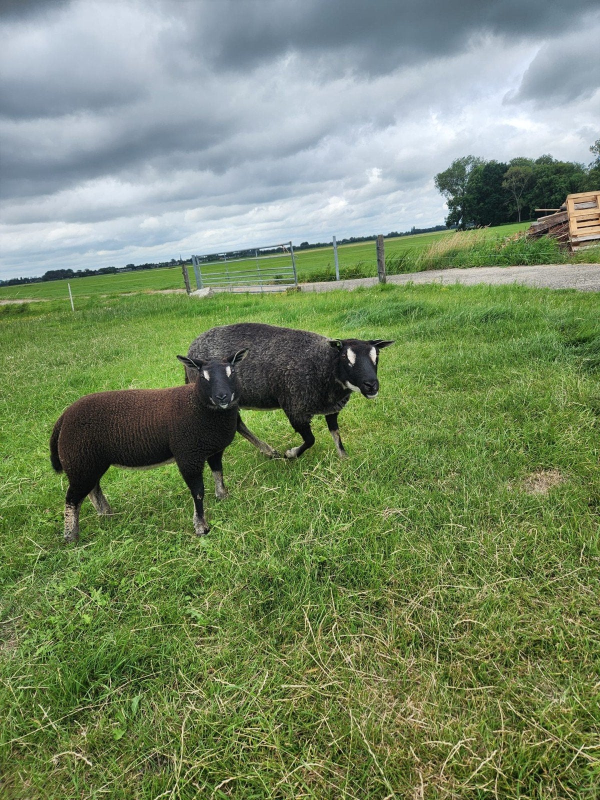 Mooie dassenkop ooi met ooilam., Dieren en Toebehoren