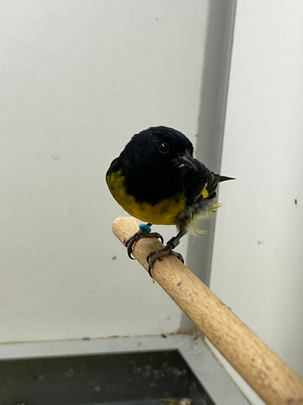 1-1 Geelbuiksijs, Dieren en Toebehoren, Meerdere dieren, Wildzangvogel, Geringd