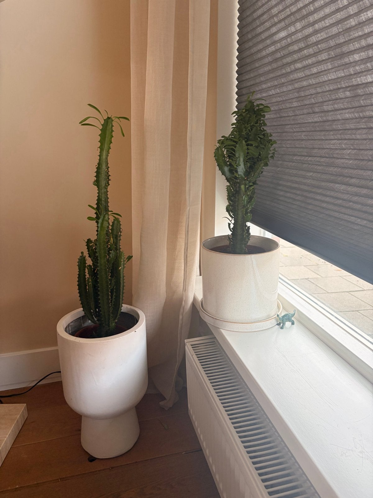 Euphorbia Trigona Cactus planten (2), Ophalen, Halfschaduw, Cactus, Minder dan 100 cm