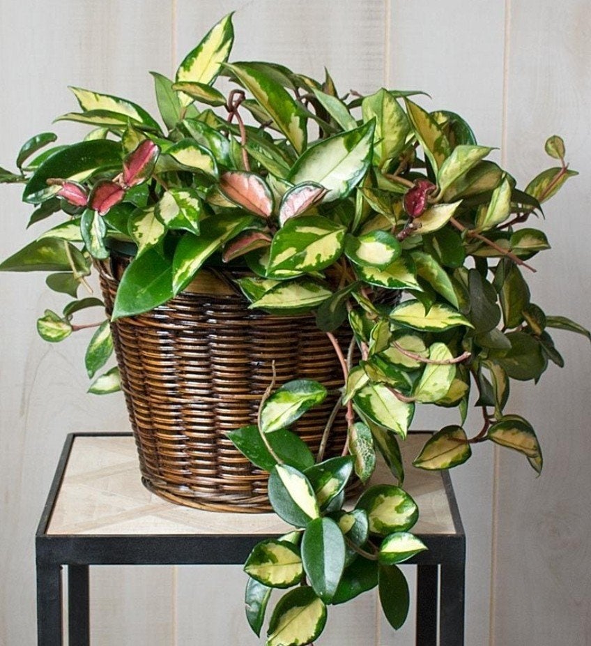 Hoya Carnosa Tricolor, grote gewortelde stek, Ophalen of Verzenden