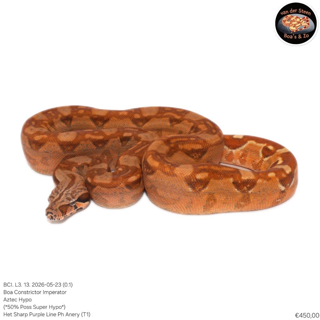 Boa Constrictor Imperator Litter 03 2026 Boa Constrictor photo 13