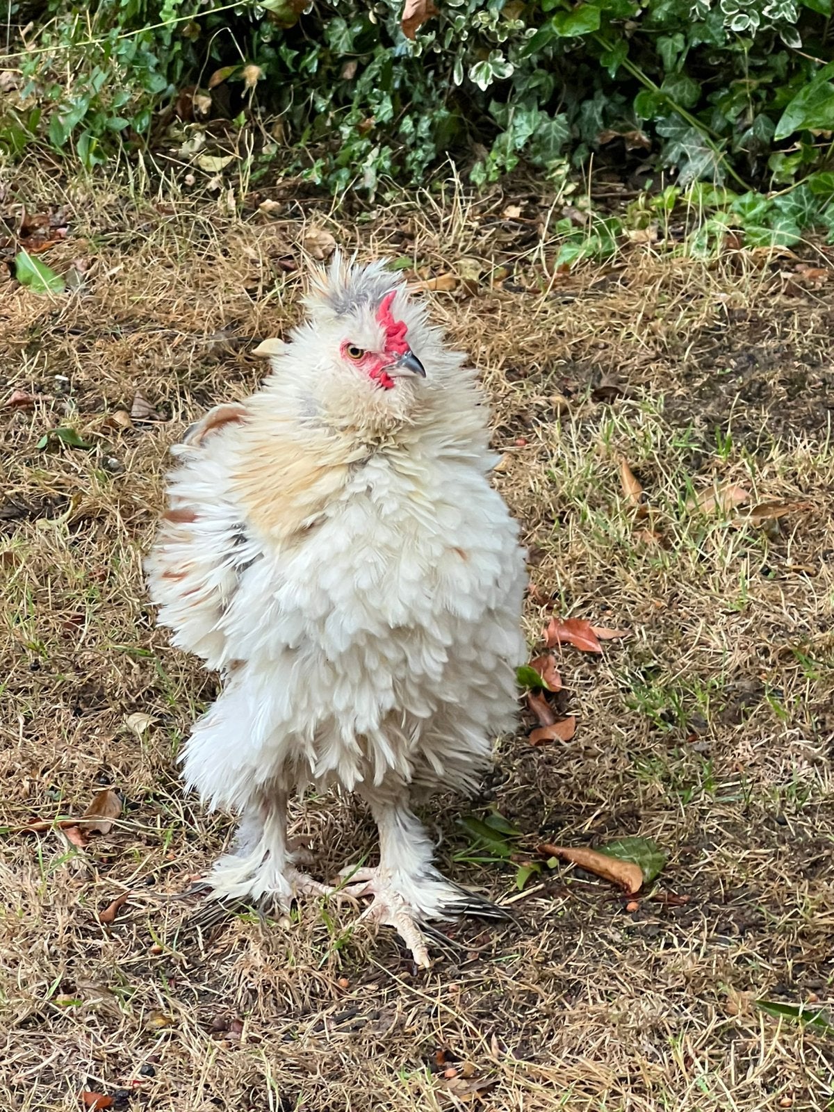 Krulveer haan zoekt goed huis!, Dieren en Toebehoren, Mannelijk, Kip