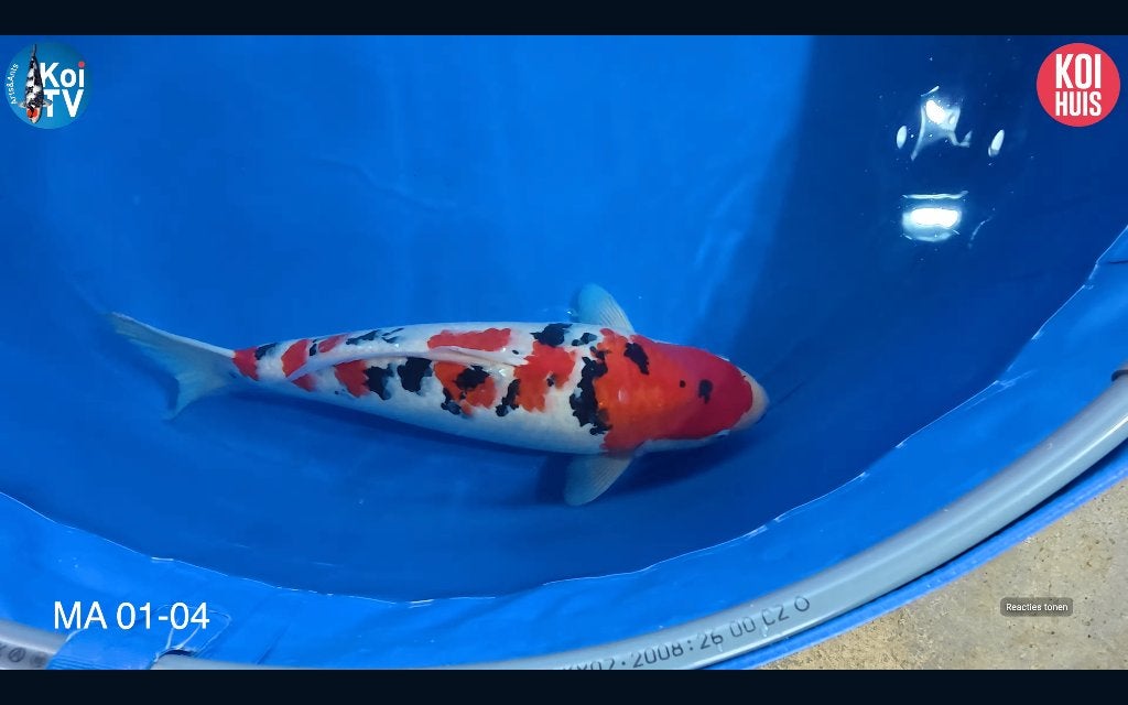Japanse koi koihunt, Karper of Koi