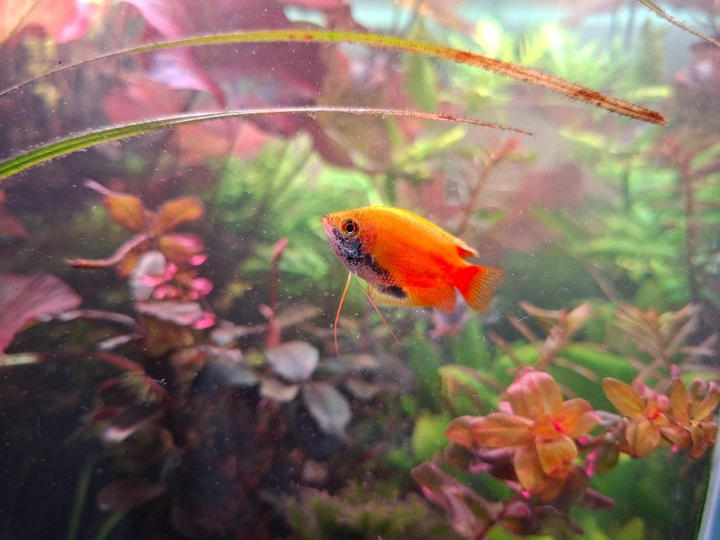 4x Trichogaster chuna - Gold Honey Gourami alle 4 mannetjes, Dieren en Toebehoren, Vis, Zoetwatervis, Schoolvis