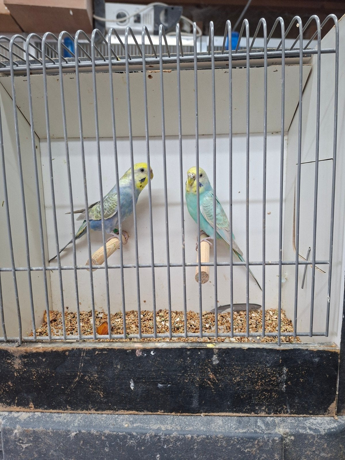 2 regenboog grasparkieten poppen, Meerdere dieren, Parkiet