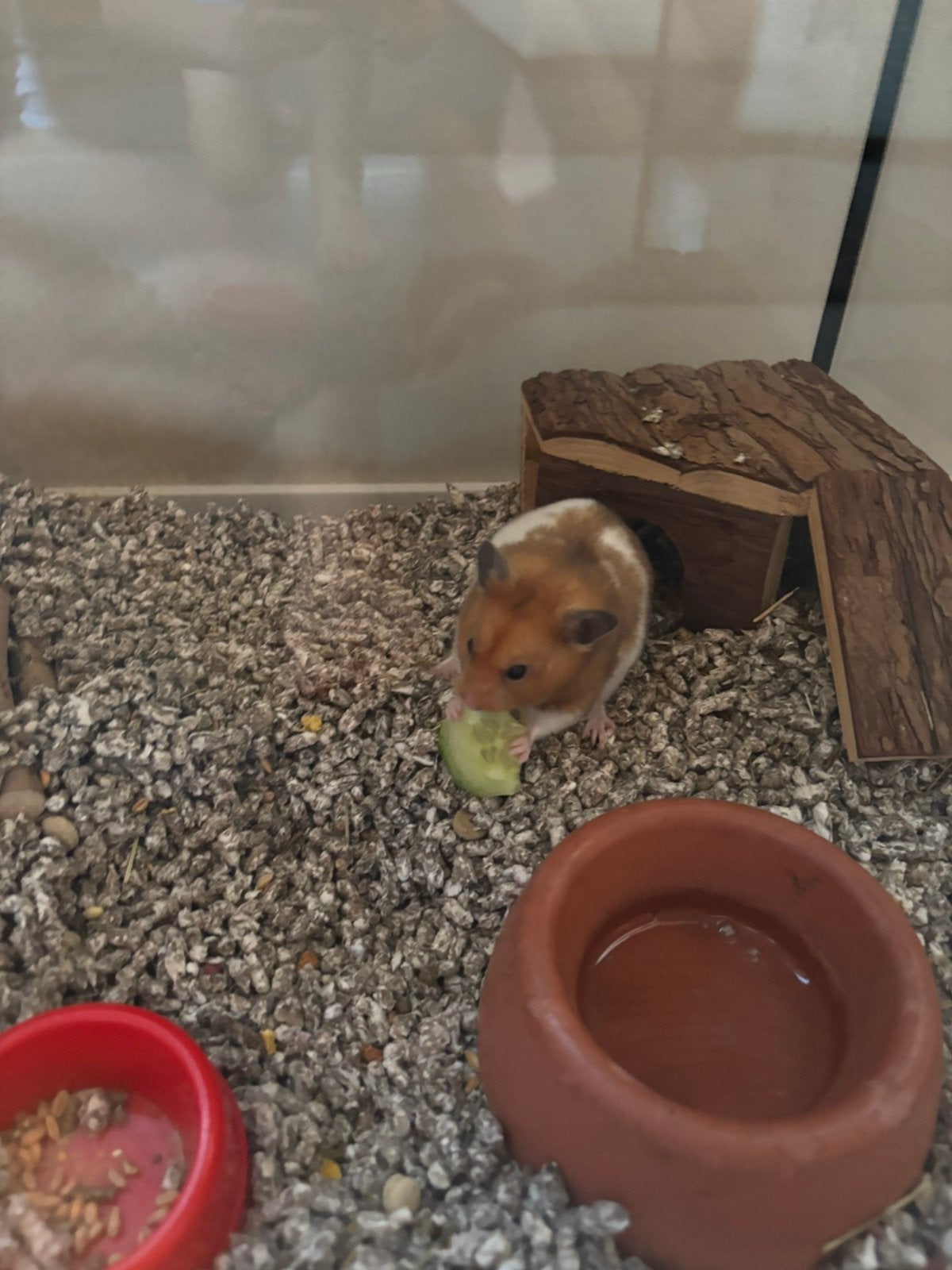 Goudhamster met glazen hok, Oktober, Mannelijk, Hamster