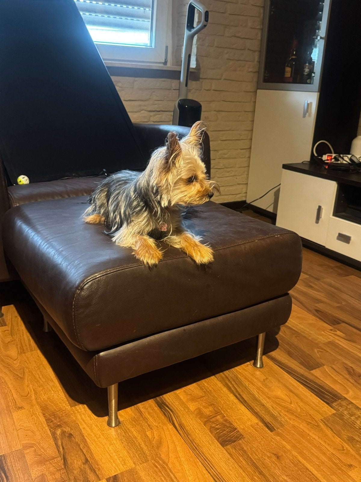 Yorkshire terrier, Yorkshire Terriër, 1 tot 2 jaar, Teef, Eén hond