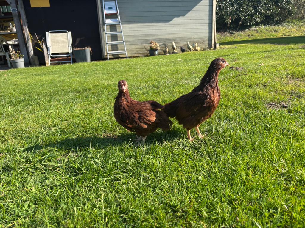 Rhode island red kriel hennen, Dieren en Toebehoren, Vrouwelijk, Kip
