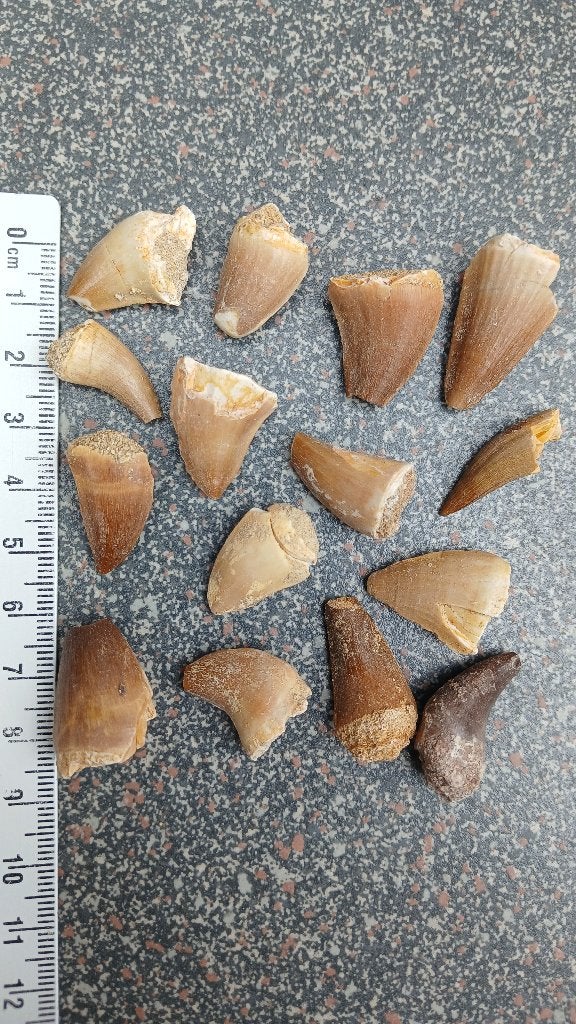 15 fossielen Mosasaurus tanden dinosaurus fossiel, Verzamelen, Ophalen of Verzenden, Fossiel