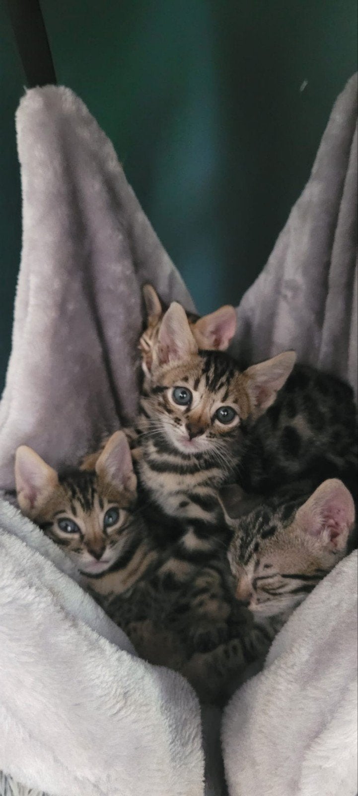 bengaalse kittens, Meerdere dieren, Kortharig, 0 tot 2 jaar