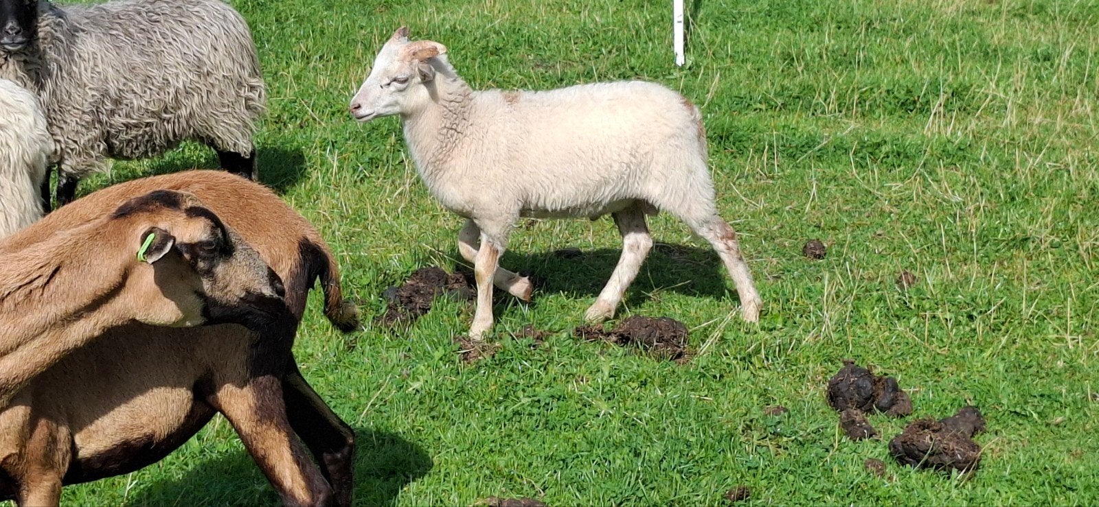 skudde ooi met jonge lamram, Dieren en Toebehoren, Schapen, Geiten en Varkens, Meerdere dieren, Schaap