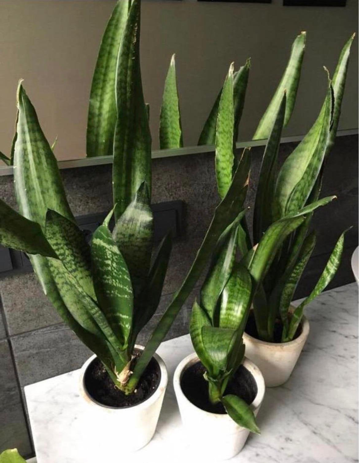 Bio Sansevieria Vrouwentong sterke en onderhoudsvriendelijke, Overige soorten, In pot, Minder dan 100 cm, Bloeiende kamerplant