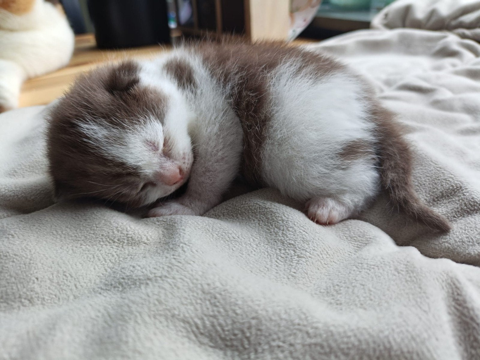 Britse korthaar kittens met Stamboom en DBE, Kater, Ontwormd