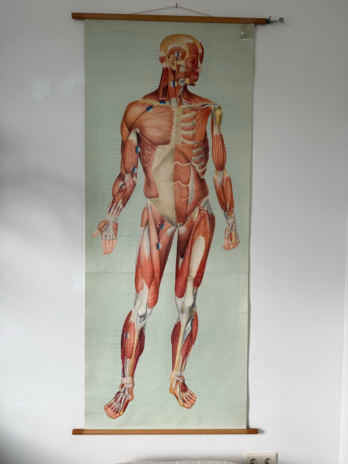 Vintage Anatomie Spierkaart Menselijk Lichaam, Ophalen of Verzenden, Natuur en Biologie