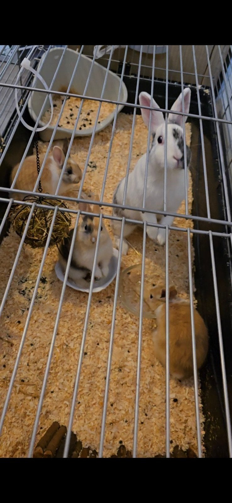 konijnen, Dieren en Toebehoren, Meerdere dieren, Dwerg