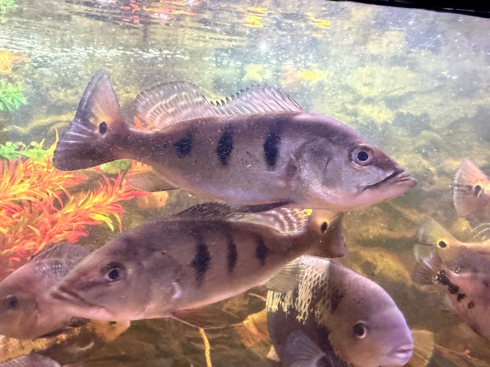 Cichla, Vis, Zoetwatervis