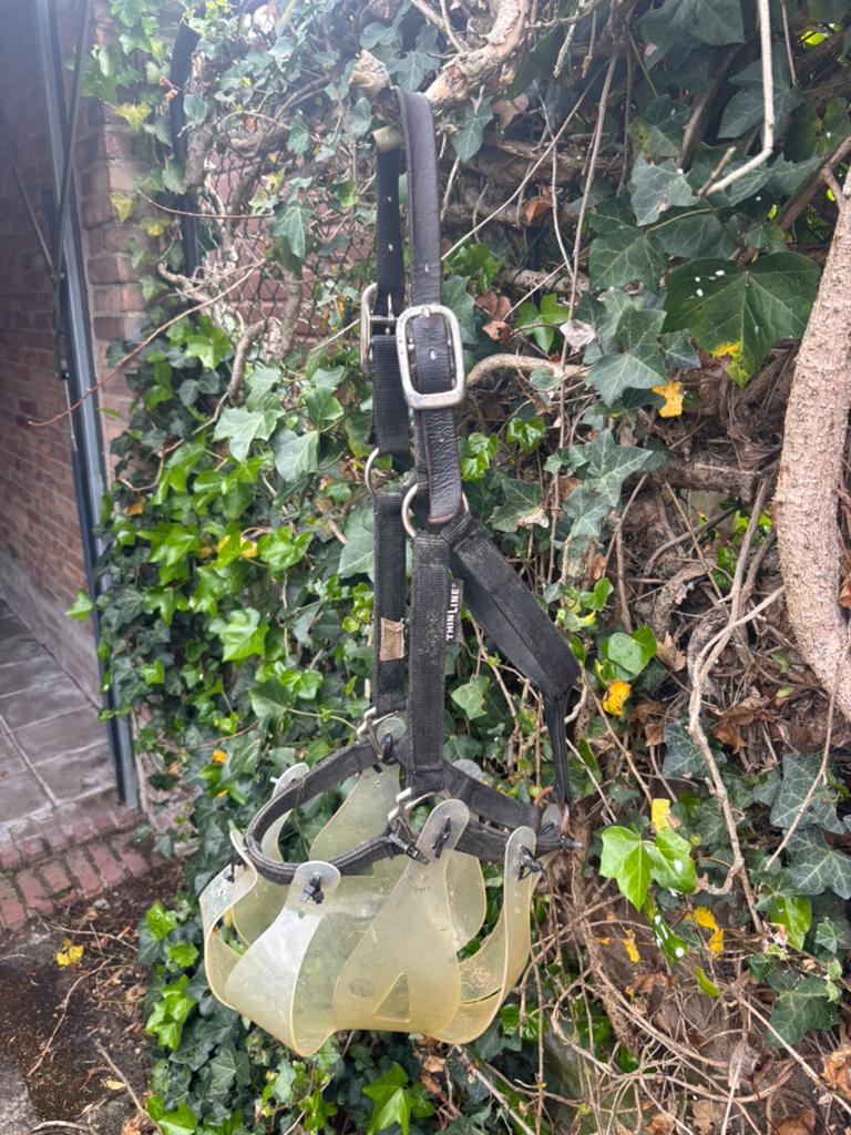 Graasmasker thinline, Dieren en Toebehoren, Ophalen of Verzenden, Overige soorten