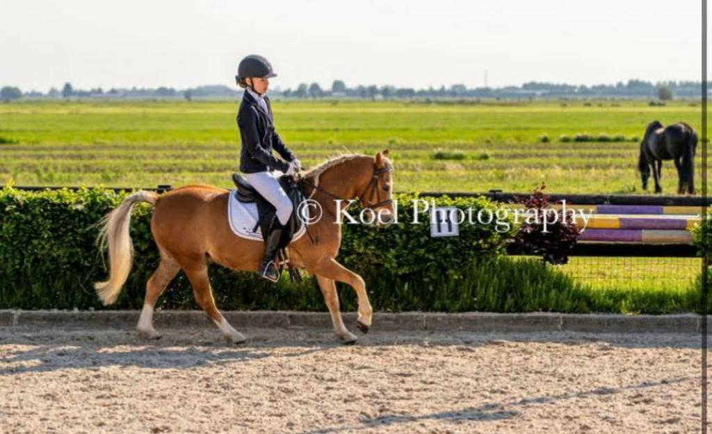 Verzorgen aangeboden/verzorg pony gezocht, Ophalen of Verzenden