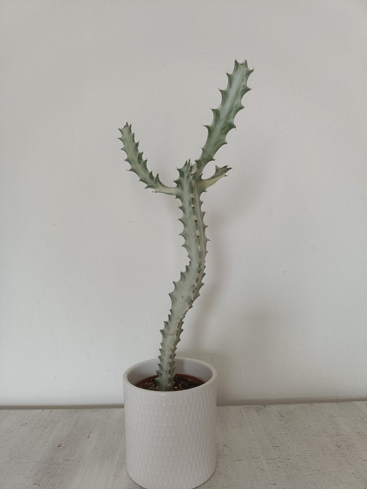 Euphorbia Lactea White Ghost 40cm, Ophalen, Minder dan 100 cm, Volle zon, In pot