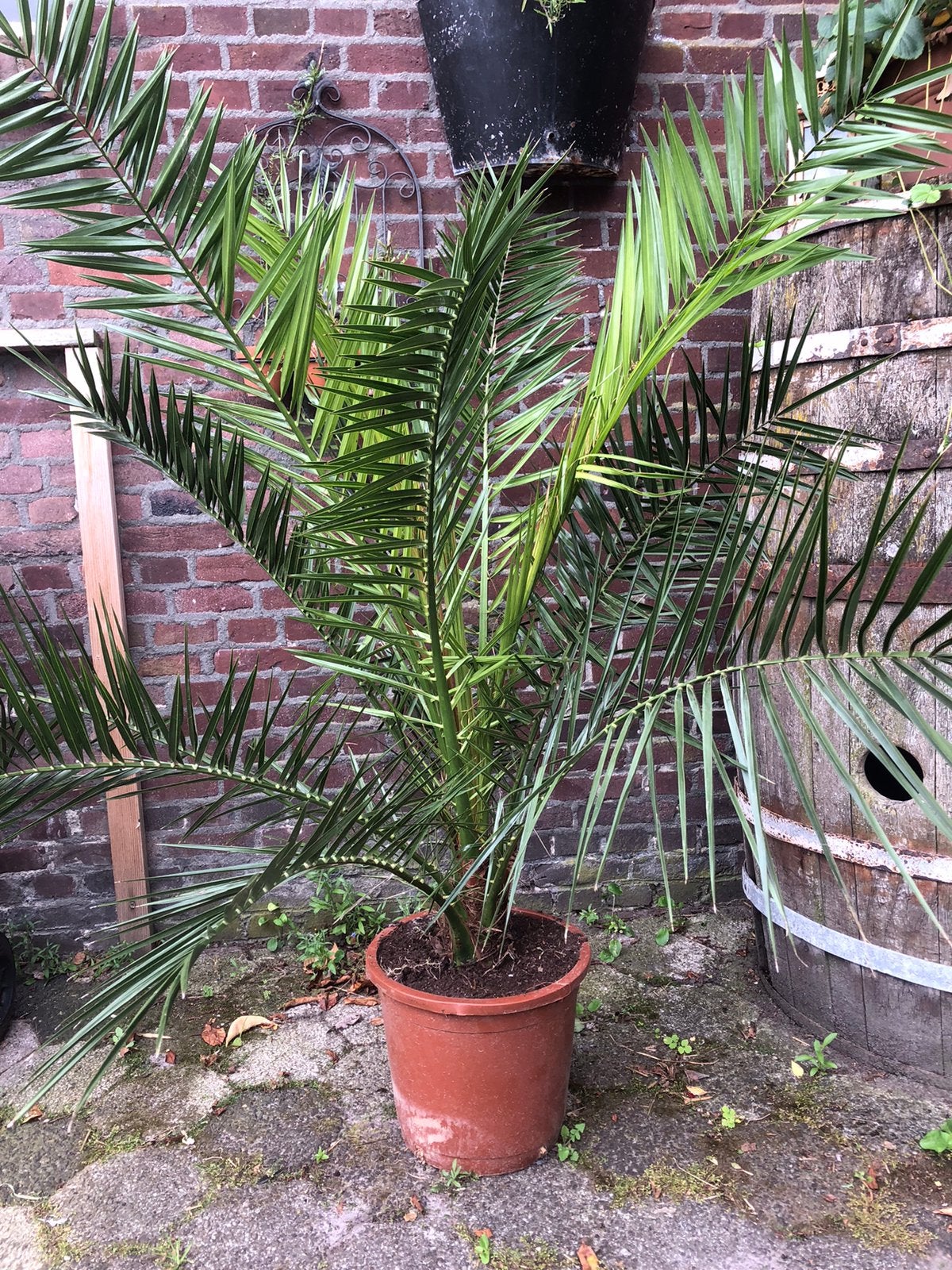 Grote Phoenix Canairiensis 1.50 hoog voor binnen of buiten., Tuin en Terras, Planten | Bomen, Ophalen, Volle zon, Overige soorten