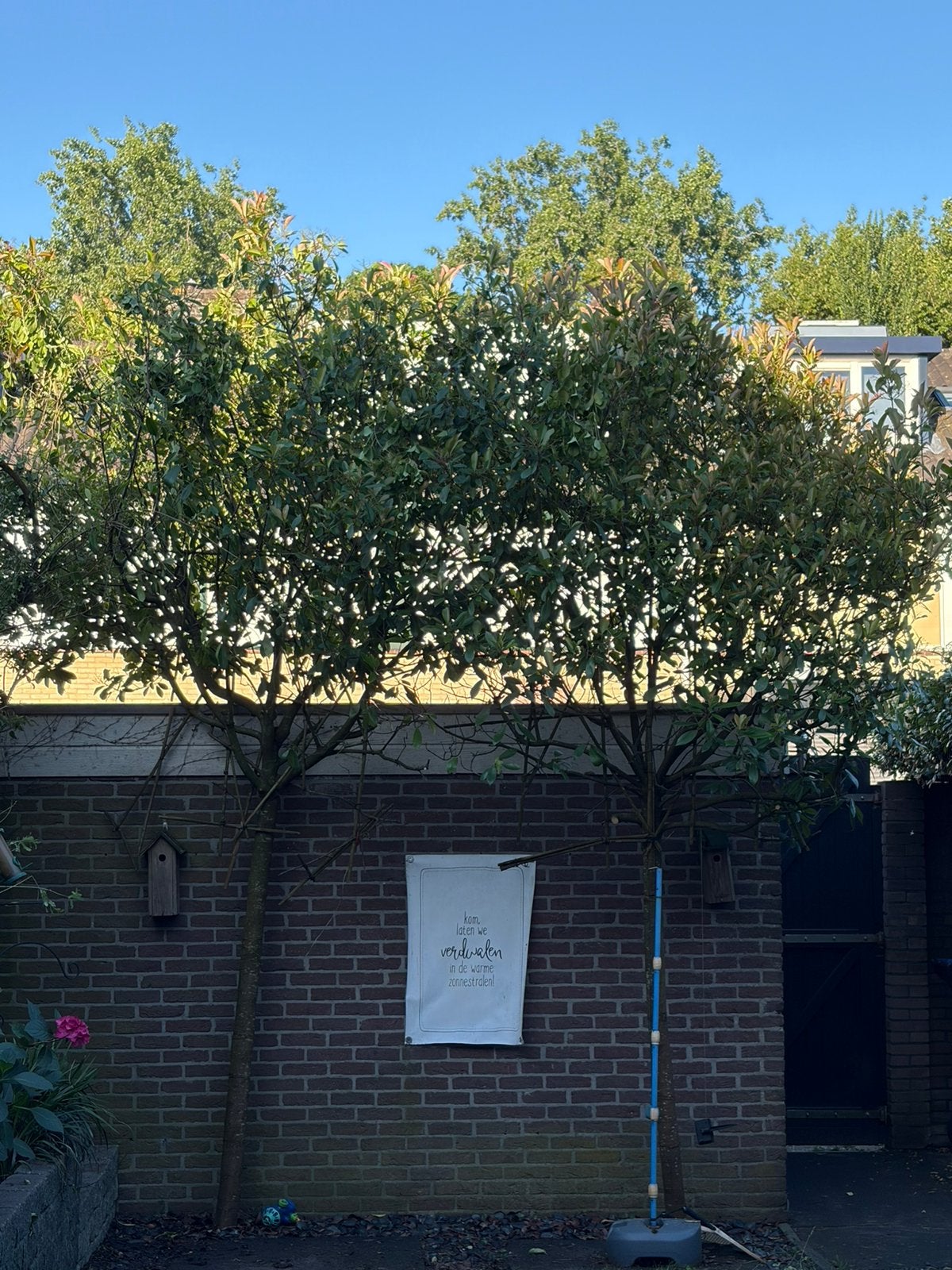 2 grote leibomen, Ophalen, Volle zon, Overige soorten