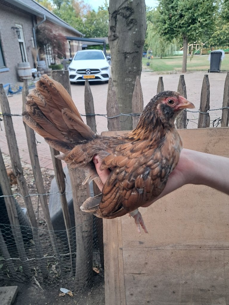 Serama hennen, Dieren en Toebehoren, Pluimvee, Vrouwelijk, Kip