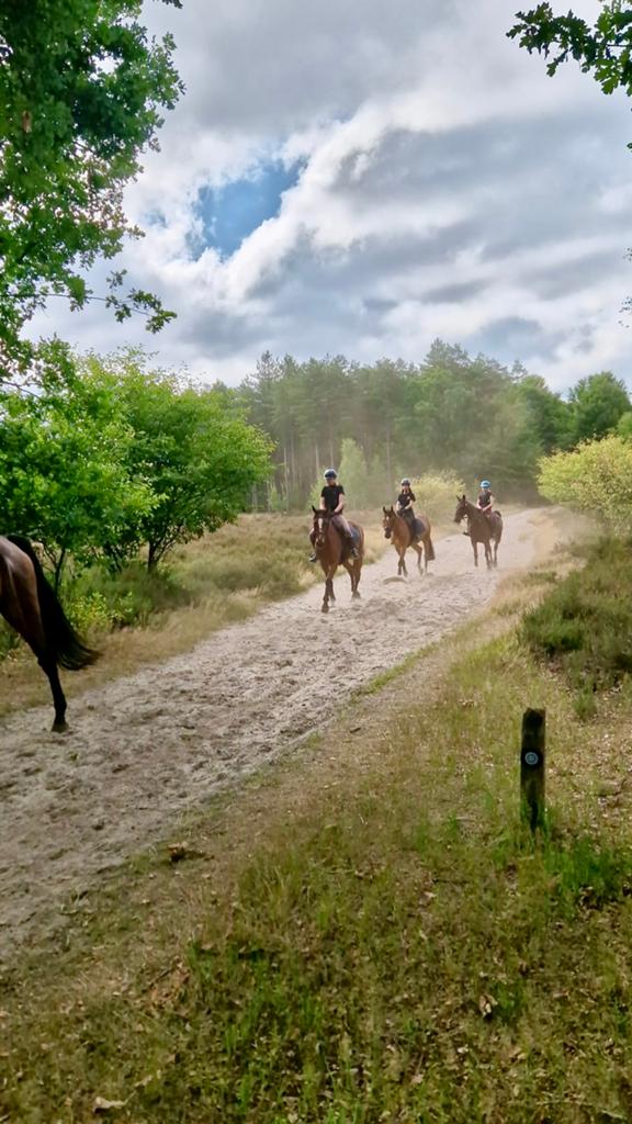 Verzorg paard gezocht / verzorger aangeboden, Dieren en Toebehoren