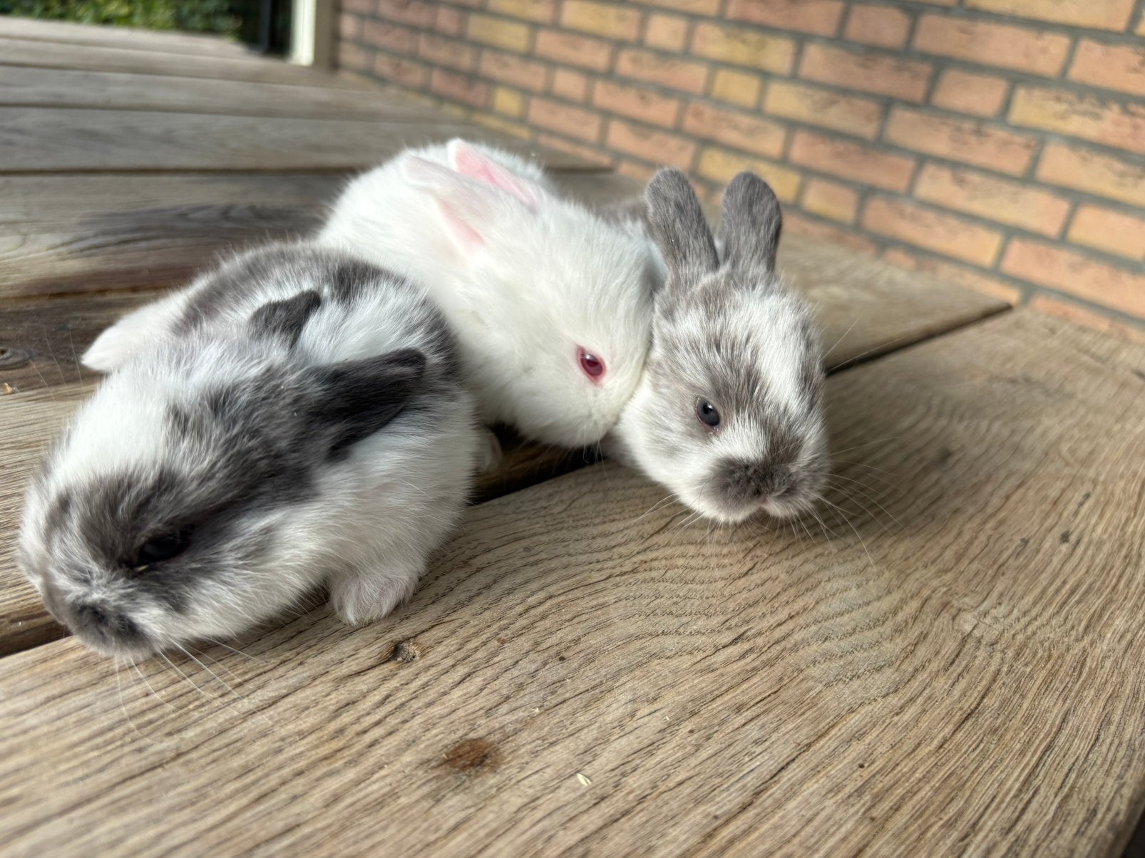 6 NHD hangoor konijntjes, Dieren en Toebehoren, Geslacht onbekend, Middelgroot, Hangoor, 0 tot 2 jaar