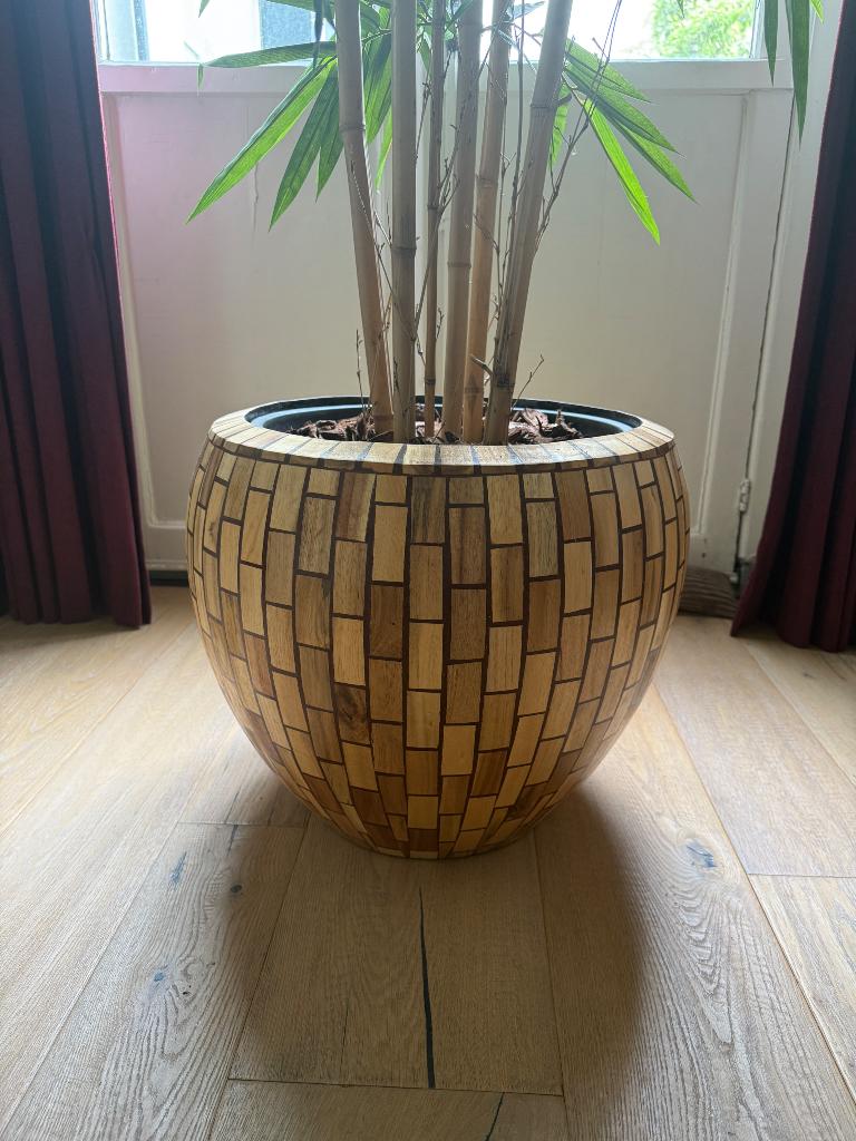 Mooie Grote Sierplant met mooie luxe pot 240CM, Ophalen, 200 cm of meer, Overige soorten, Halfschaduw