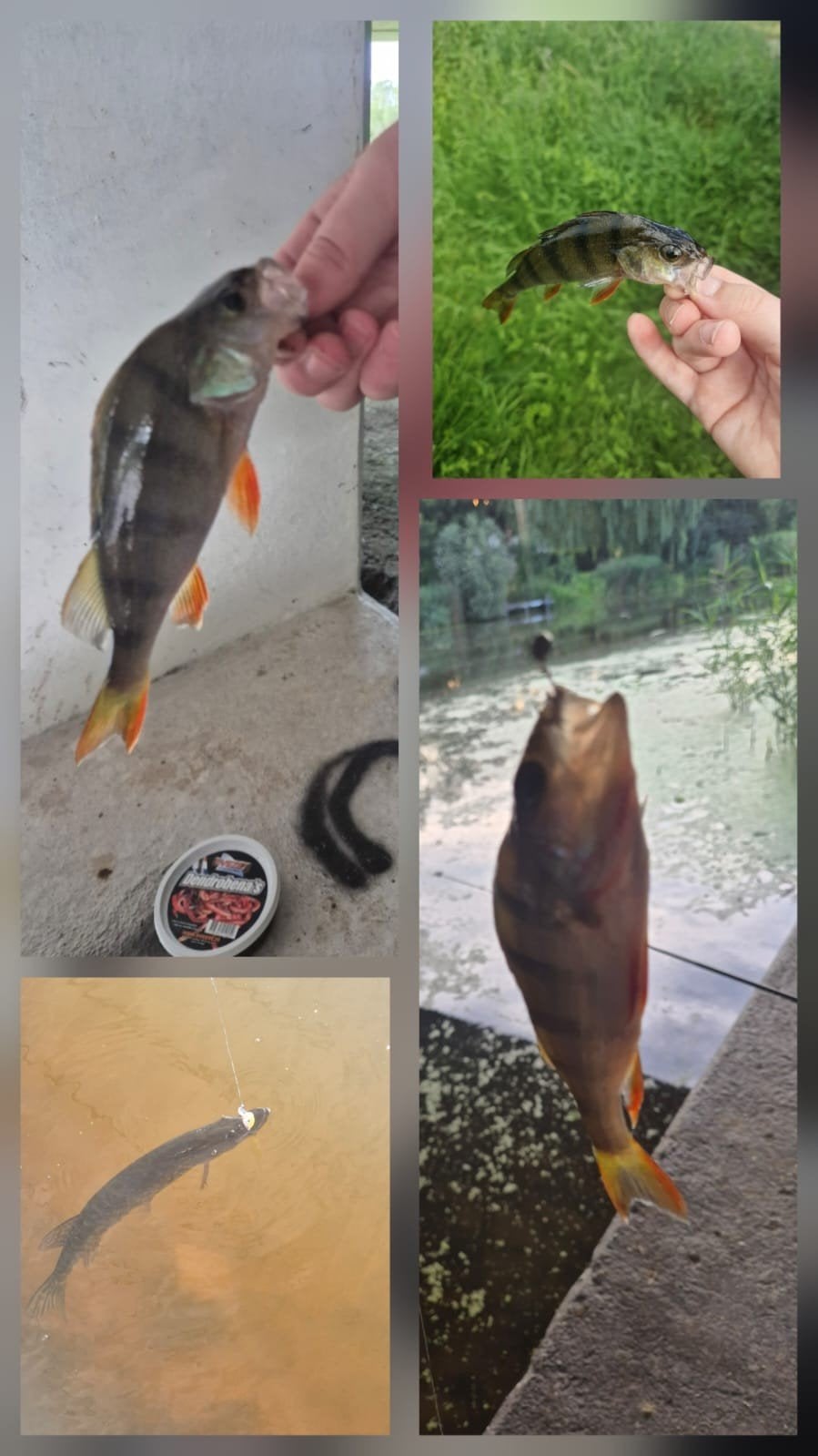 vispullen gezocht, Ophalen, Zo goed als nieuw, Overige typen