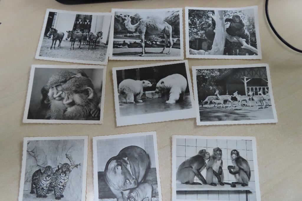 plaatjes voor albums  Virginia, van Delft, Molenaars, Rizla, Verzenden, Gebruikt, Meerdere plaatjes