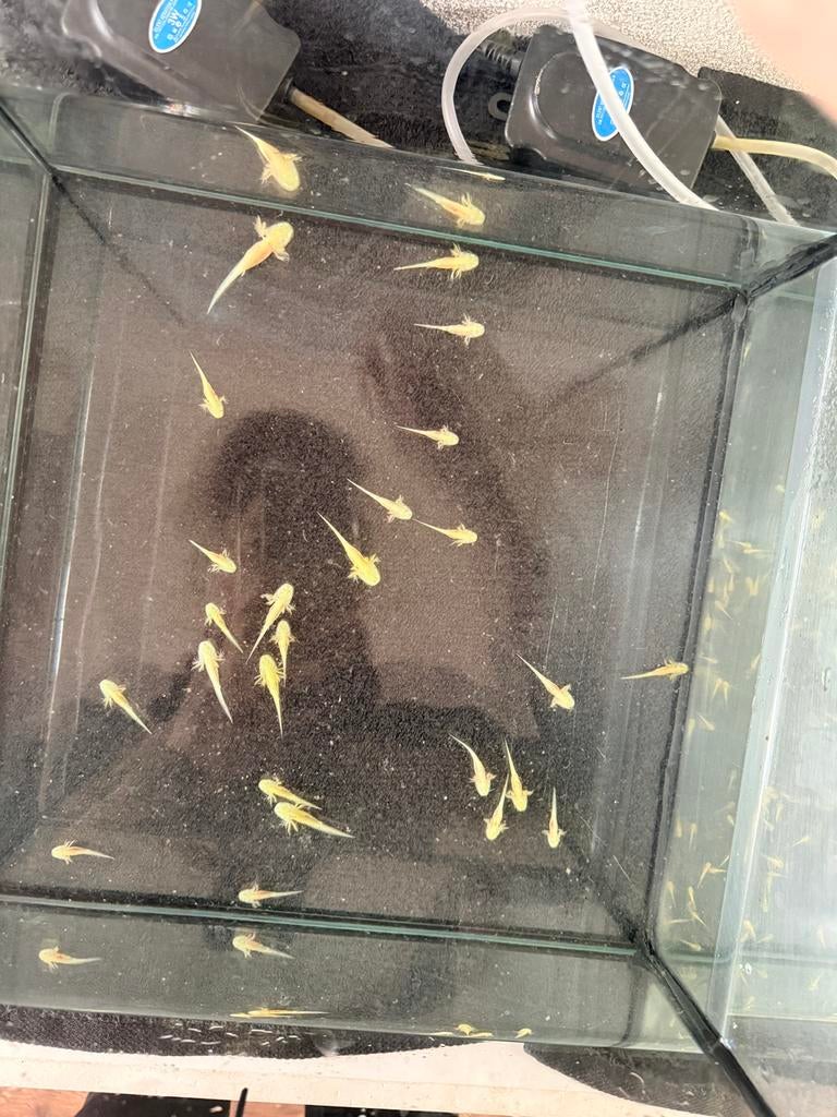 Baby axolotl, Zoetwatervis