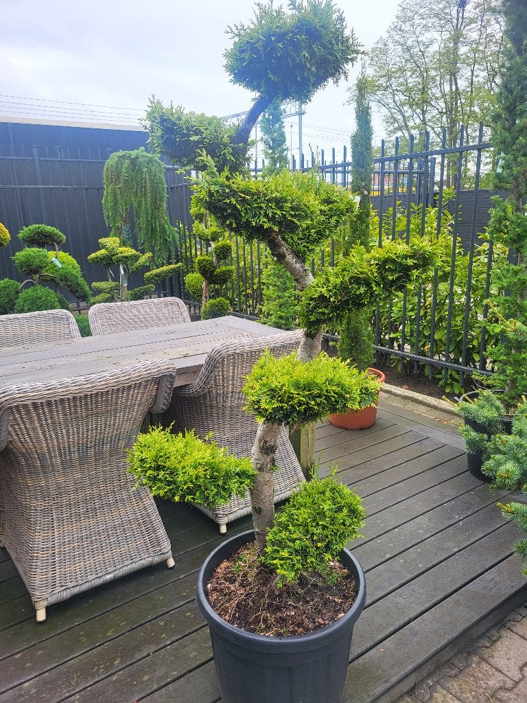 Thuja occidentalis Brabant Bonsai, Bloeit niet, Leiboom, Halfschaduw, 100 tot 250 cm