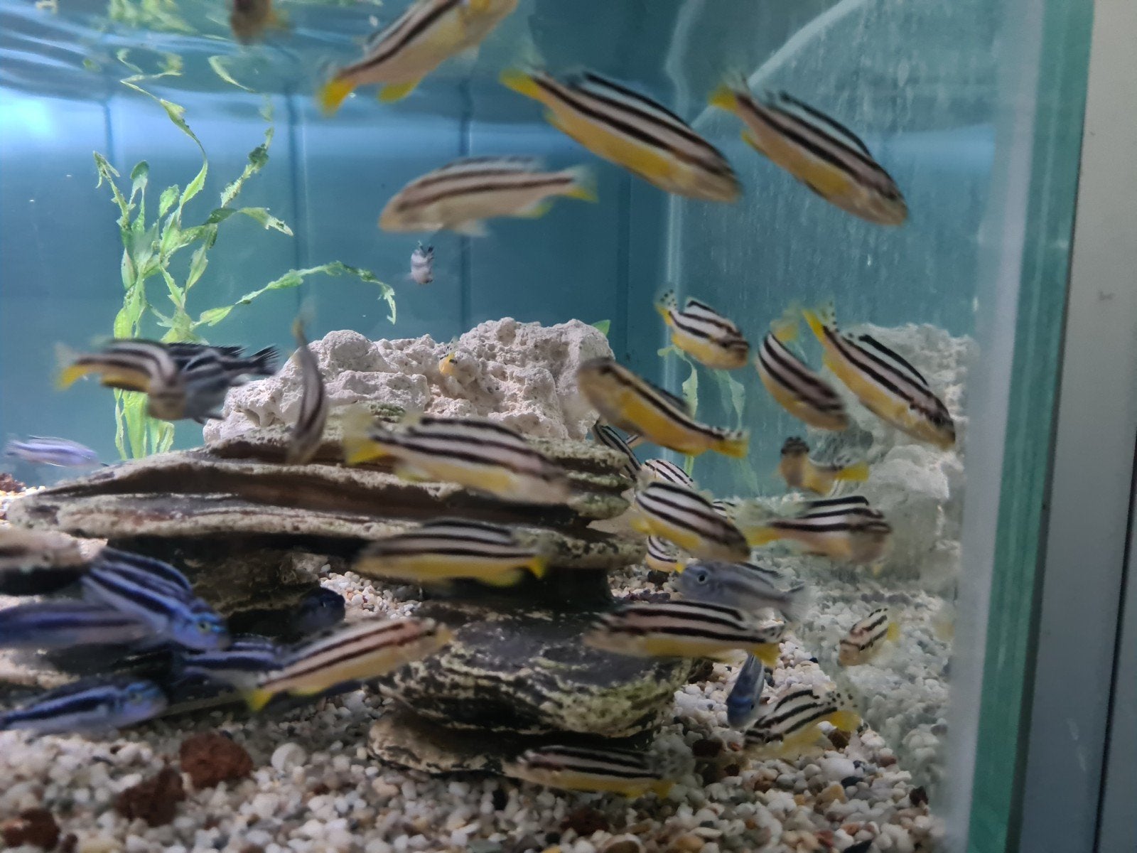 Melanochromis Auratus Malawi Cichliden, Dieren en Toebehoren, Vis, Zoetwatervis
