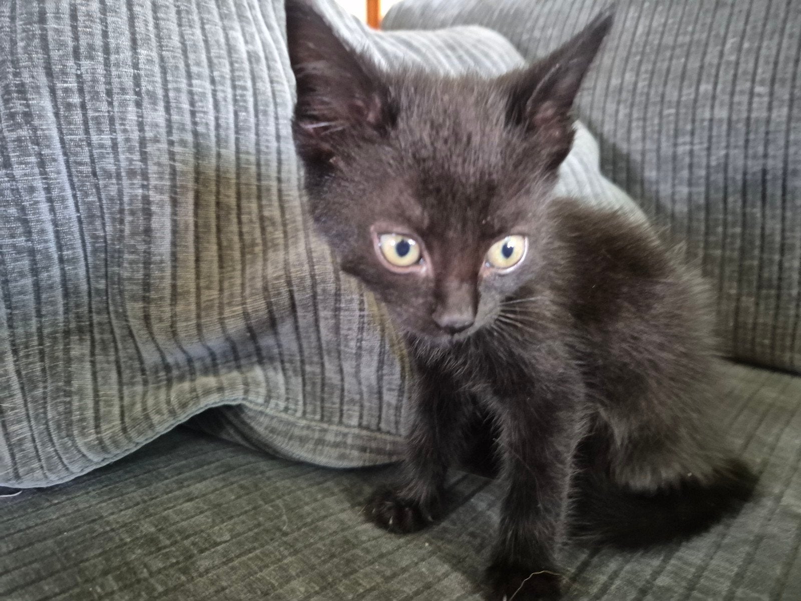 Meerdere nestjes kittens, Dieren en Toebehoren, Katten en Kittens | Overige Katten, Meerdere dieren