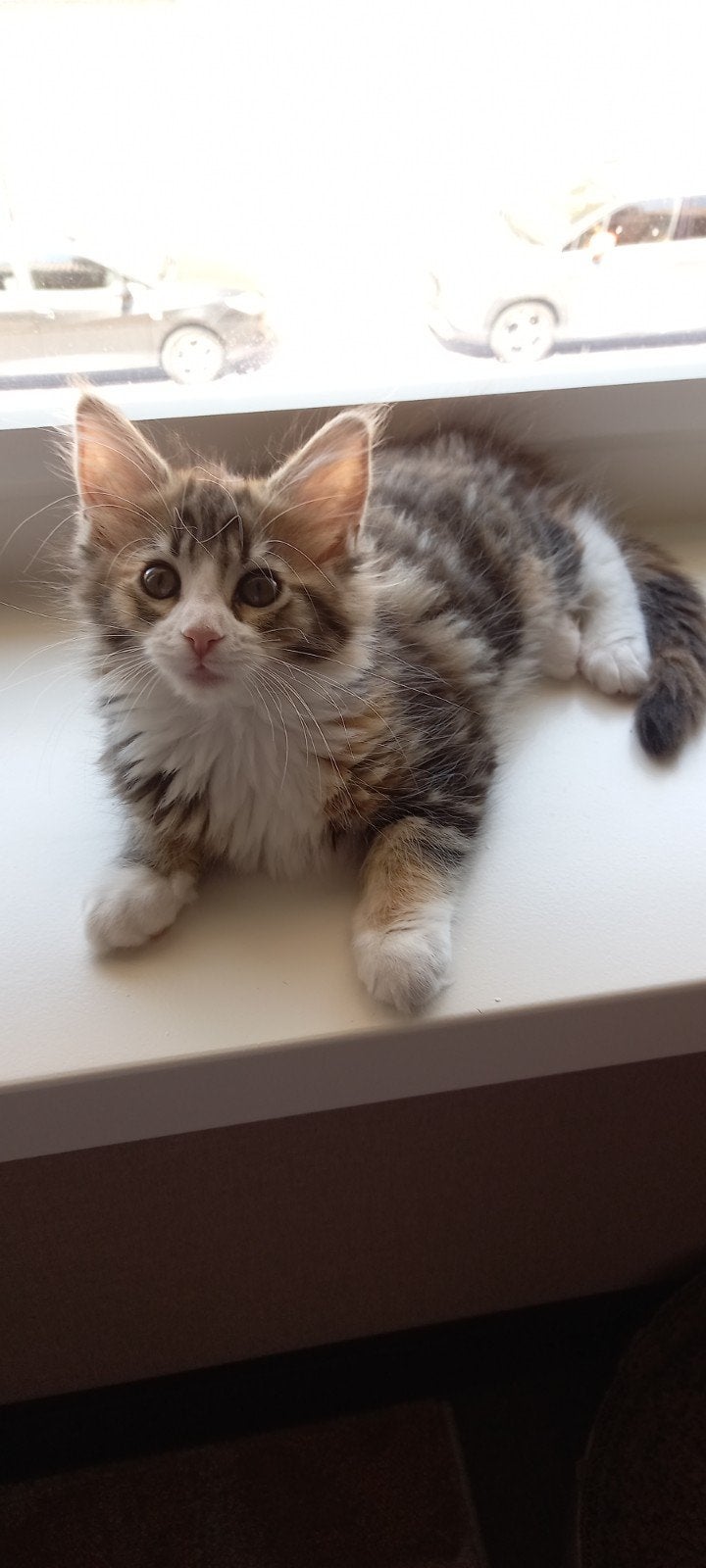 Maine coon poesjes met stamboom, Poes, Met stamboom, 0 tot 2 jaar
