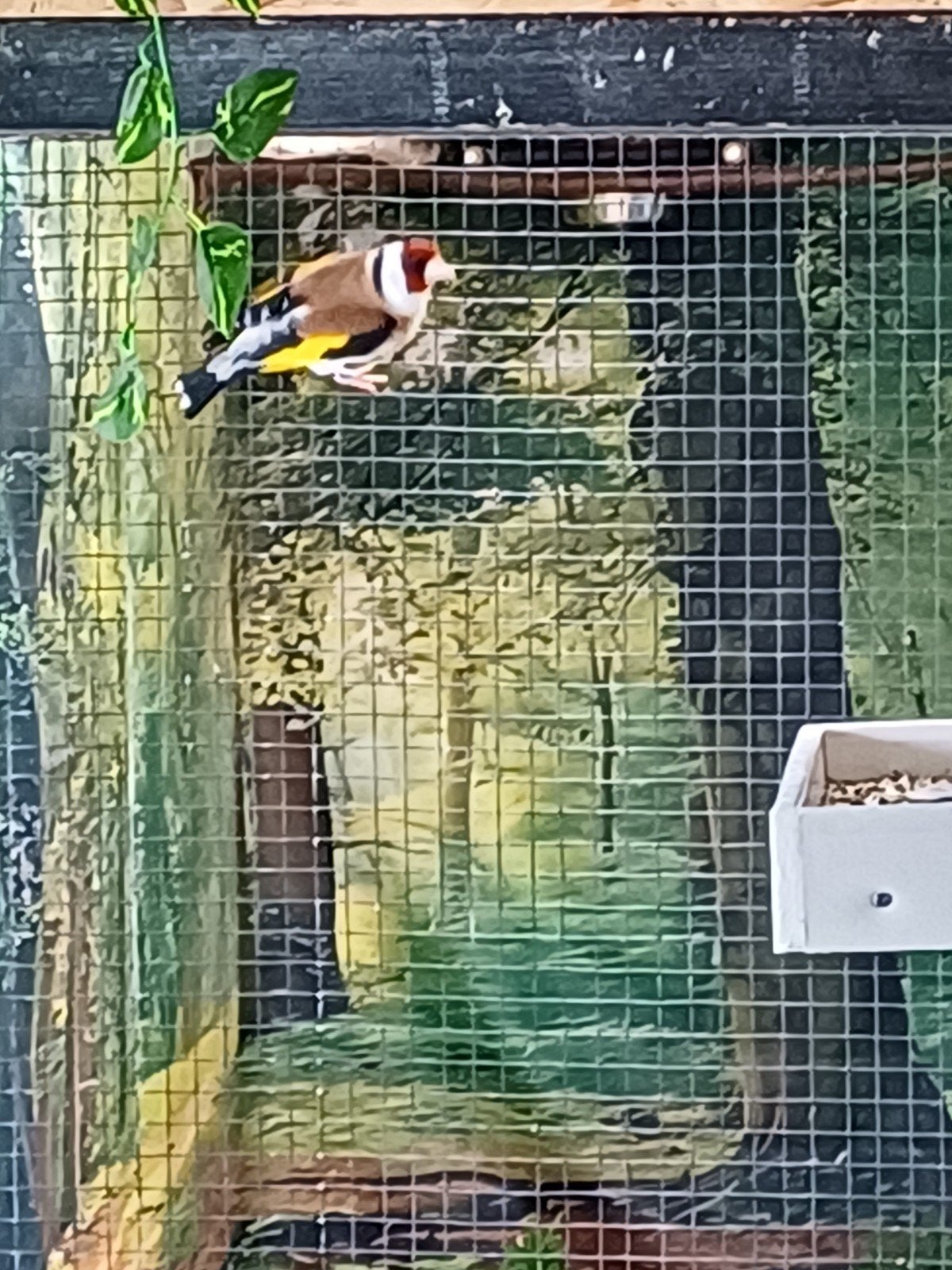 Majoor putter  man van 2023 te koop, Mannelijk, Wildzangvogel