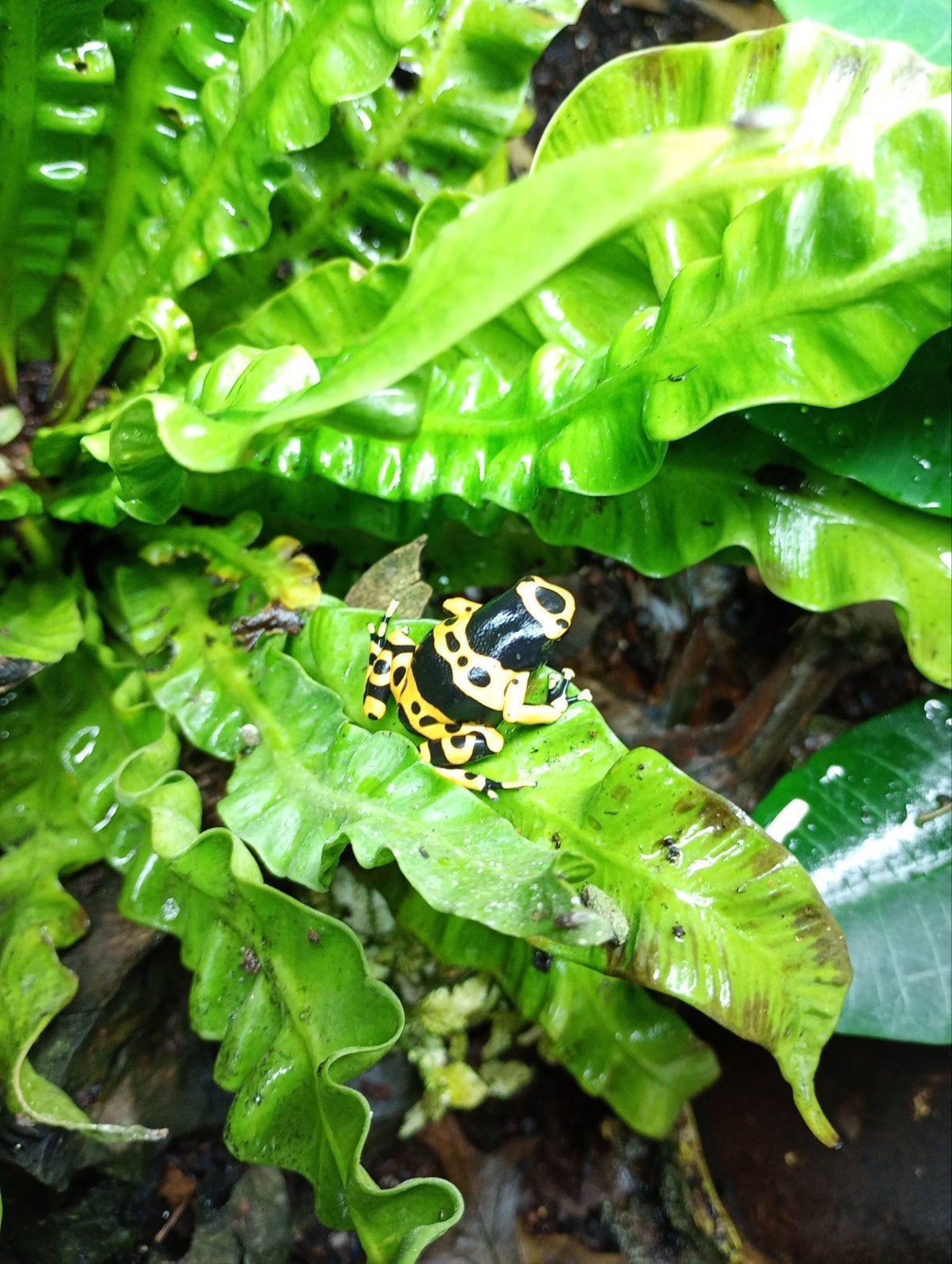 Dendrobates leucomelas 1.0, Dieren en Toebehoren, 0 tot 2 jaar