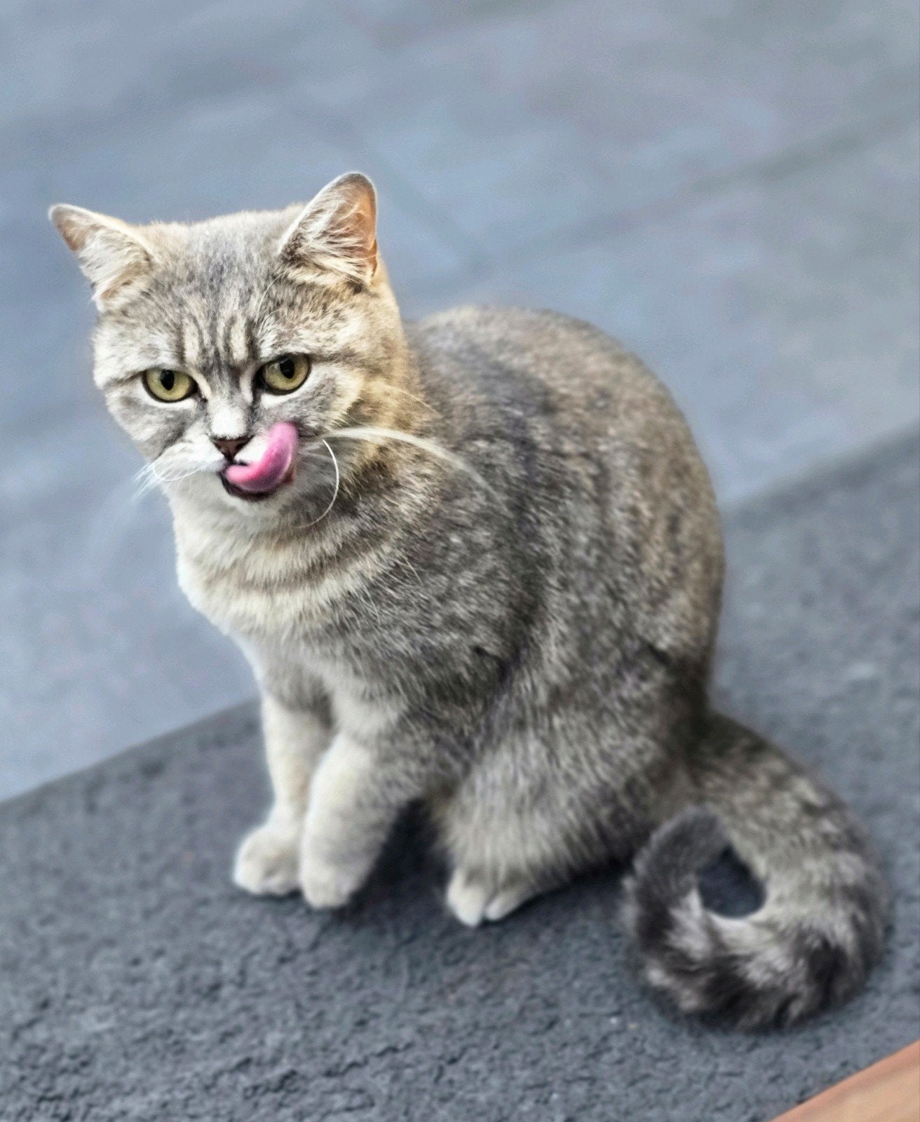 Prachtige Brits Korthaar poes – Grey Tabby, Dieren en Toebehoren, Poes, Kortharig, 3 tot 5 jaar