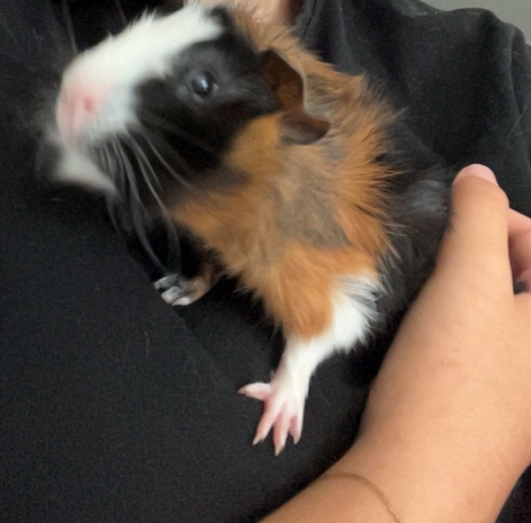 Vrolijk cavia beertje zoekt een maatje/huisje, Dieren en Toebehoren, Cavia, Juni, Mannelijk, Tam