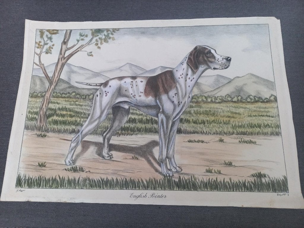 Oude prent hond English pointer, Ophalen of Verzenden, Gebruikt