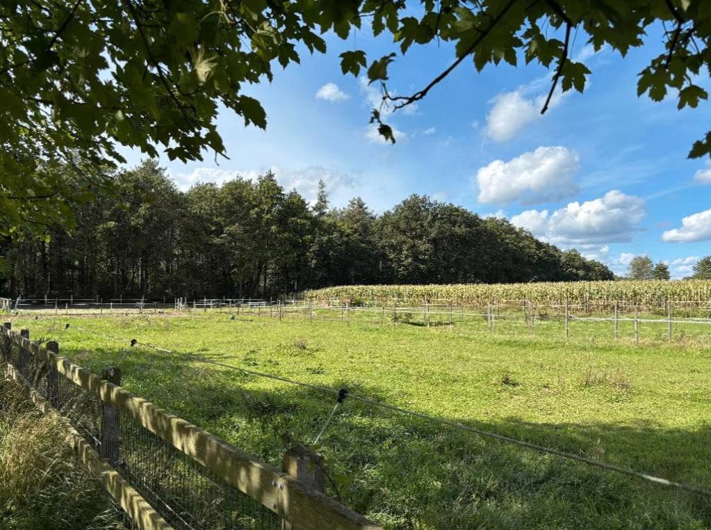 Paardenstal te huur met eigen wei – rustige bosrand locatie, Weidegang, 2 of 3 paarden of pony's