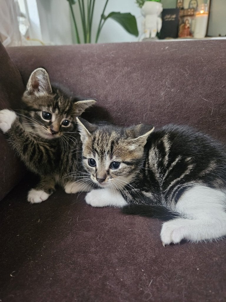 10 lieve kittens zoeken een nieuw thuis!, Dieren en Toebehoren, Katten en Kittens | Overige Katten, Meerdere dieren, Kortharig
